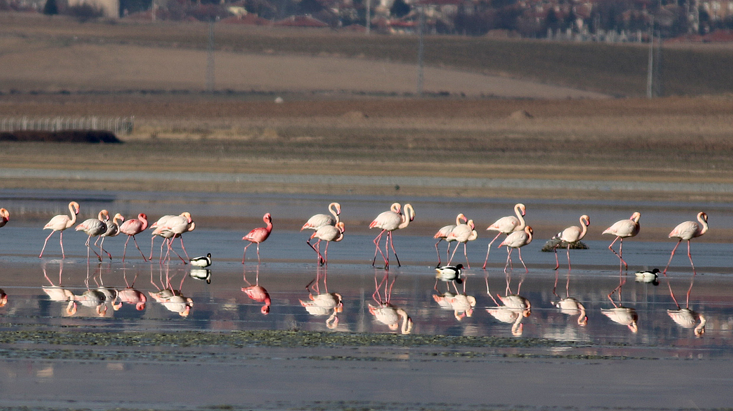 Lesser Flamingo